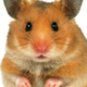 a Hamster
